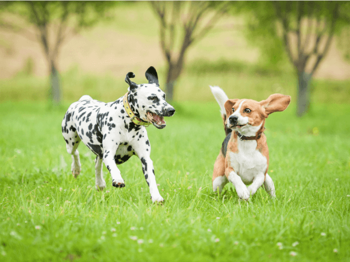 Distracted Dogs: An Opportunity in Disguise! content media