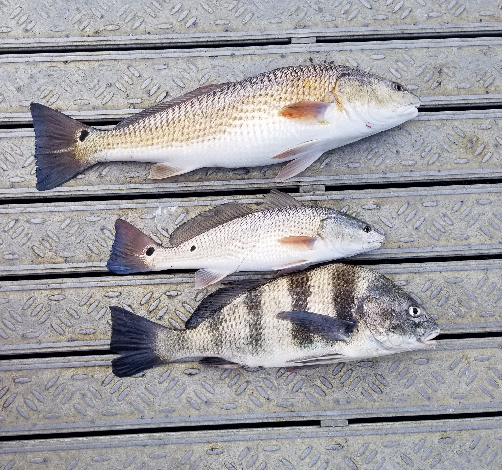 Red Fish & Black Drum content media