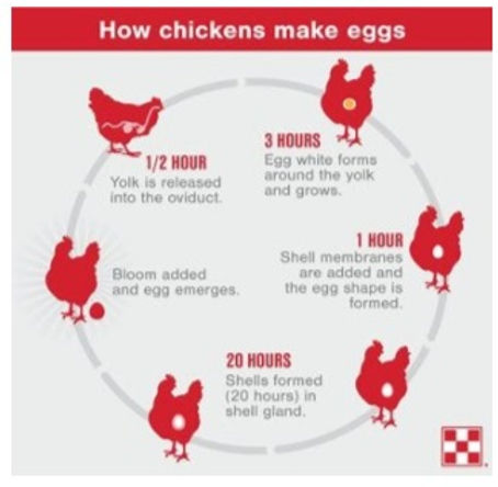 How Are Chicken Eggs Formed?