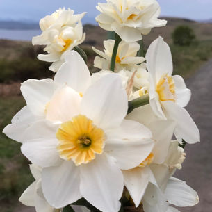 I Wandered Lonely as a Cloud - Gathered by Lukas