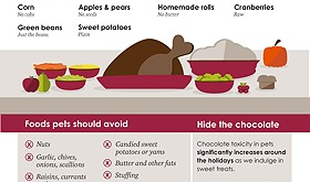 Wondering About SAFE Holiday Foods for Your Pet?