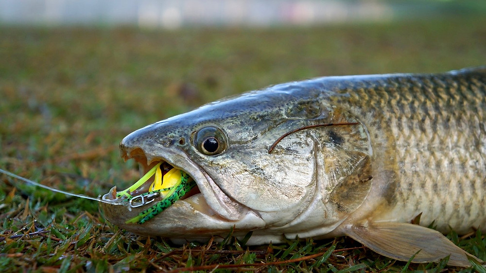traíra pesca trairão