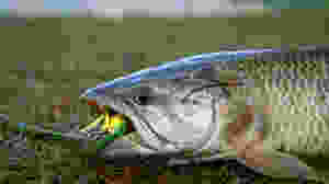 traíra pesca trairão