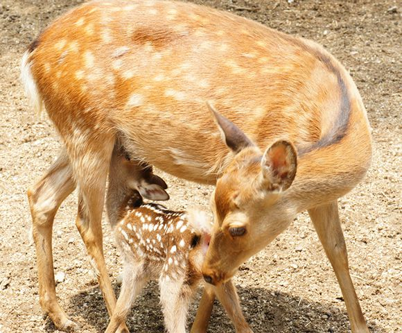 2021 Deer Population Survey Results in Nara Park content media