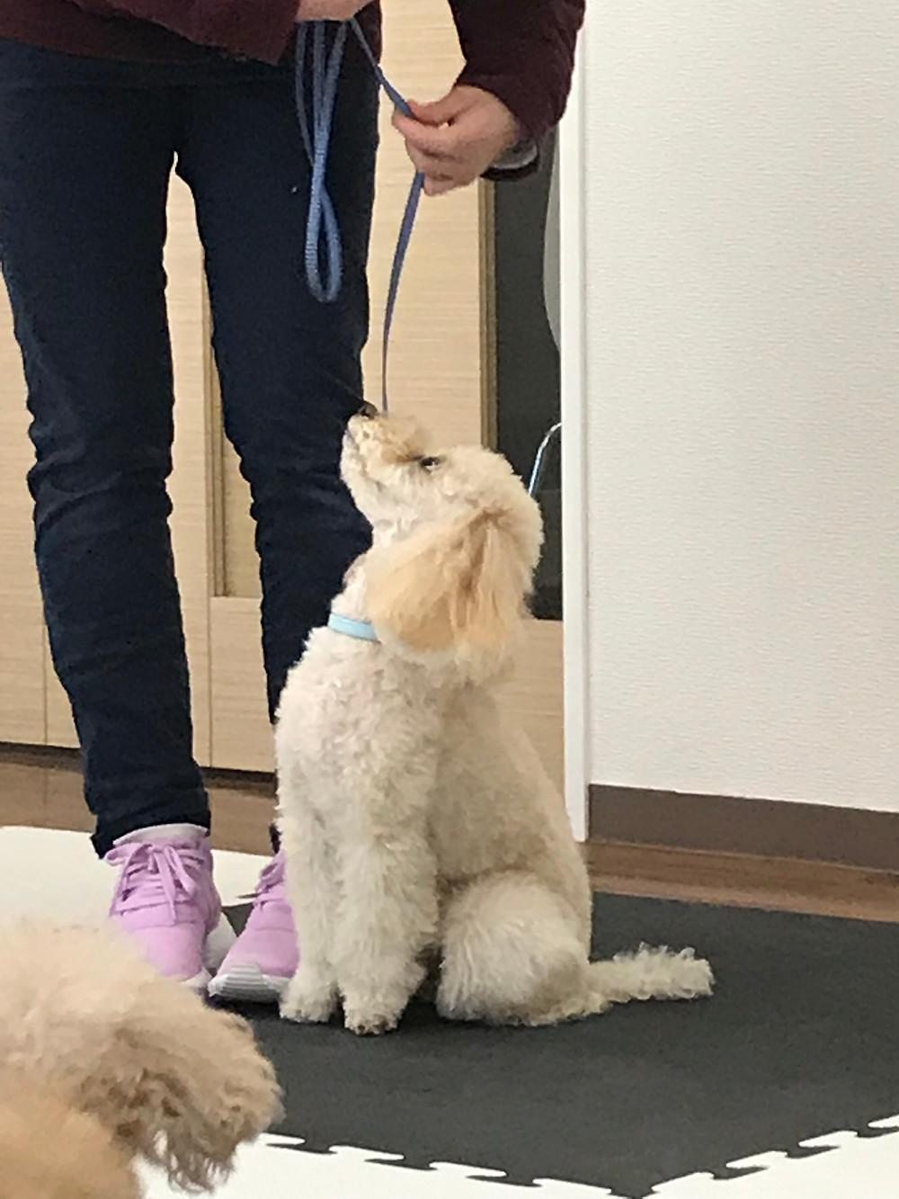指導を見られるという事の意味 家庭犬訓練競技会