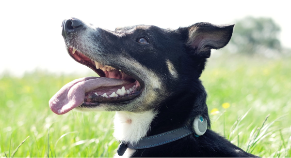 animo activity tracker