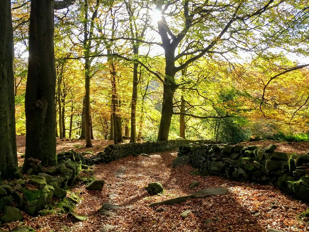 Do Trees Talk to Each Other?
