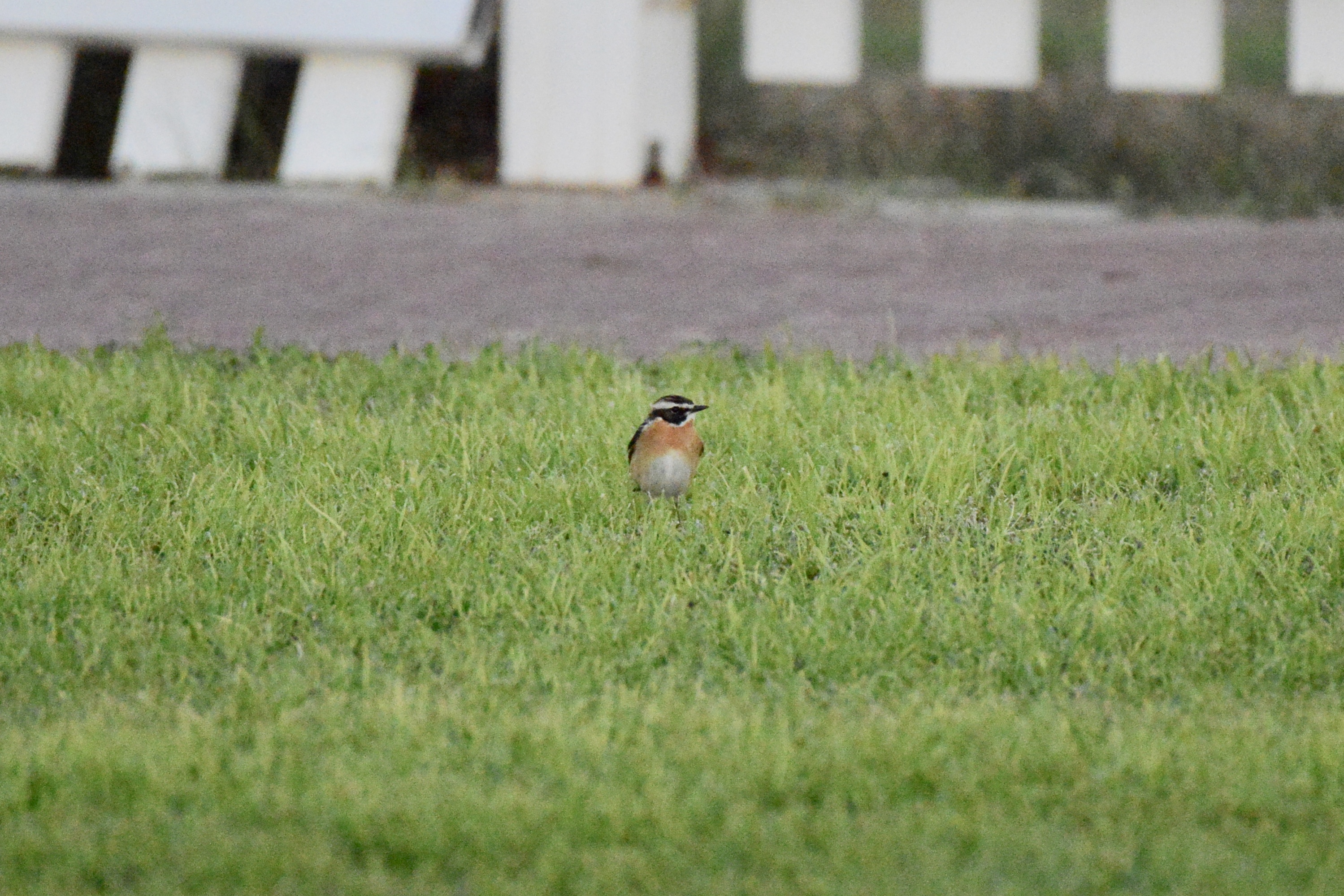 Whinchats content media