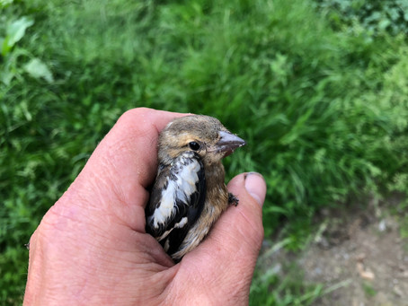 Lieber ein Spatz in der Hand...