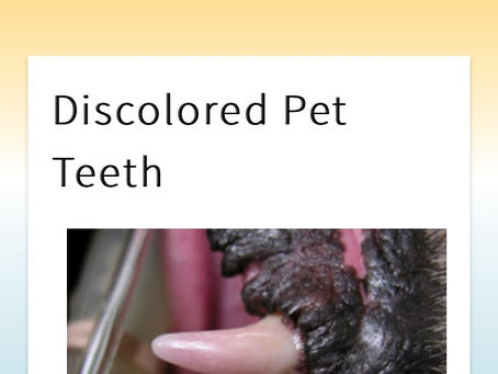Pulpitis is a Pain - for your Pet and Me