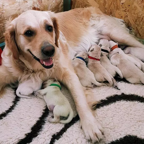 A Golden Retriever Gave Birth to a Green Puppy
