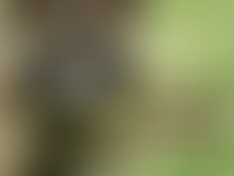 6/27墨爾本班機抵台 PAPA K國際物流