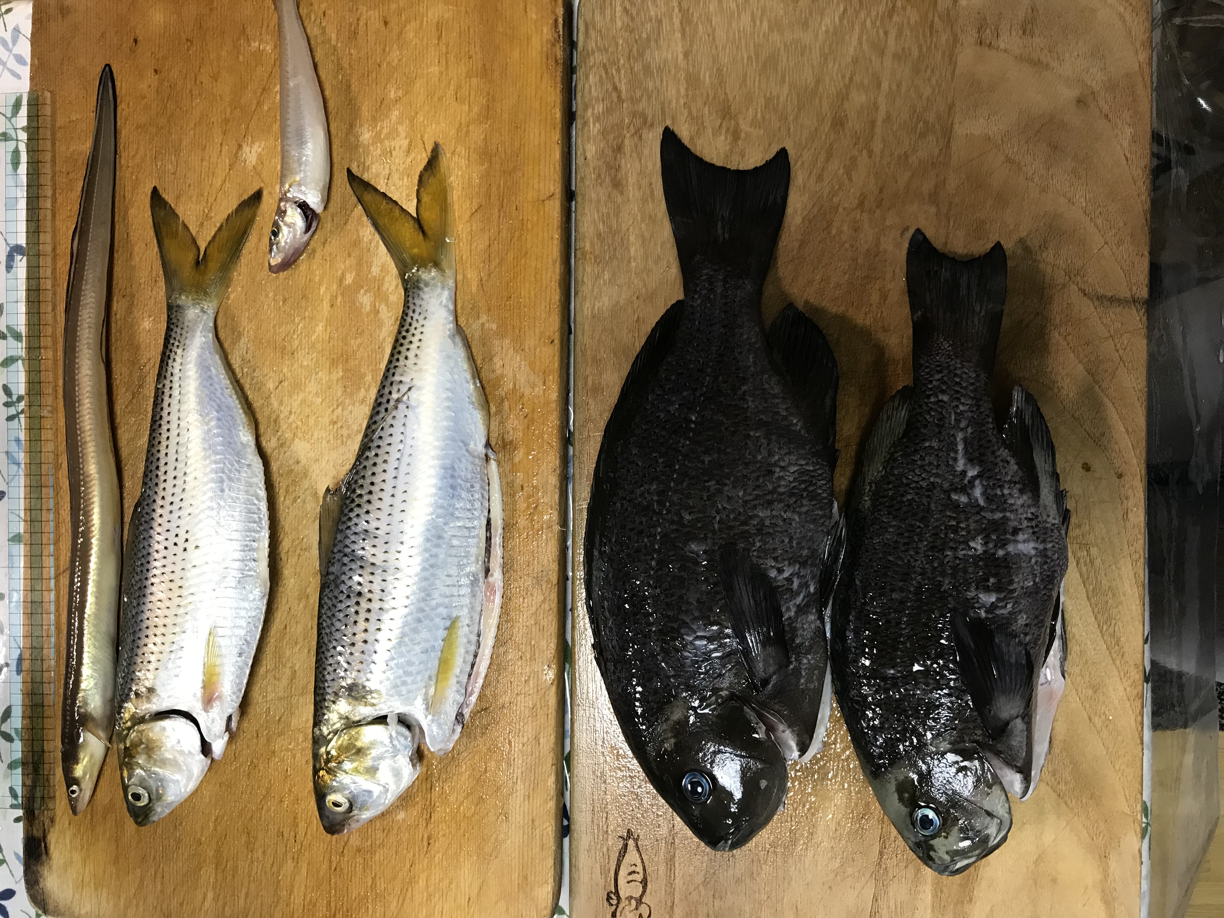 釣り content media