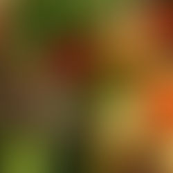 Devenons "locavore"