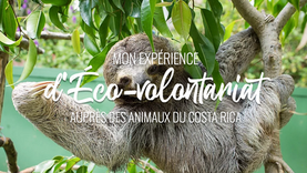 Mon expérience d'éco-volontariat auprès des animaux du Costa Rica