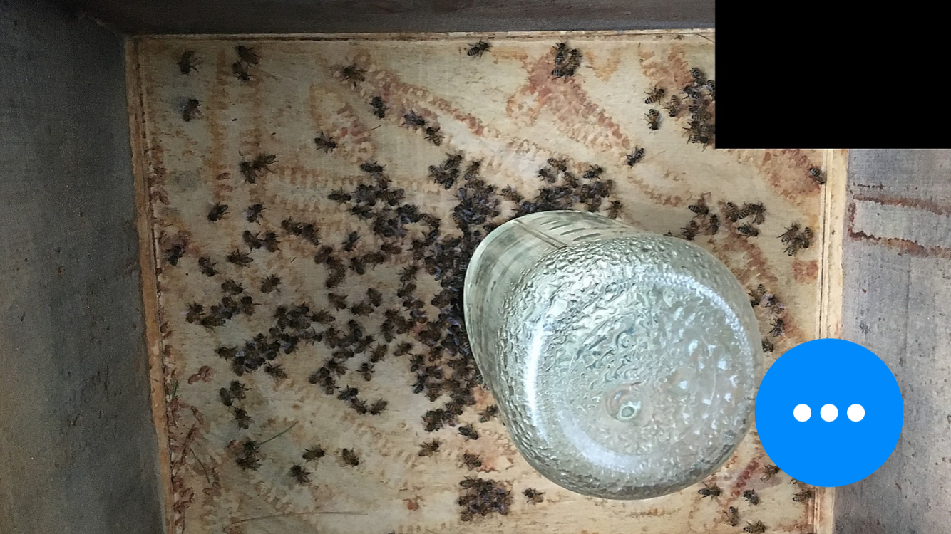 Bees in empty super content media
