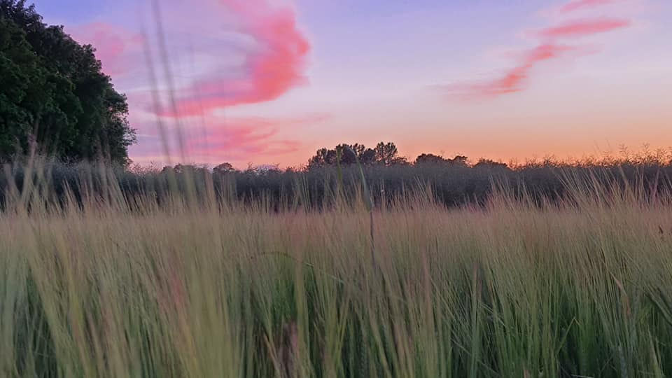 Mon palais végétal...