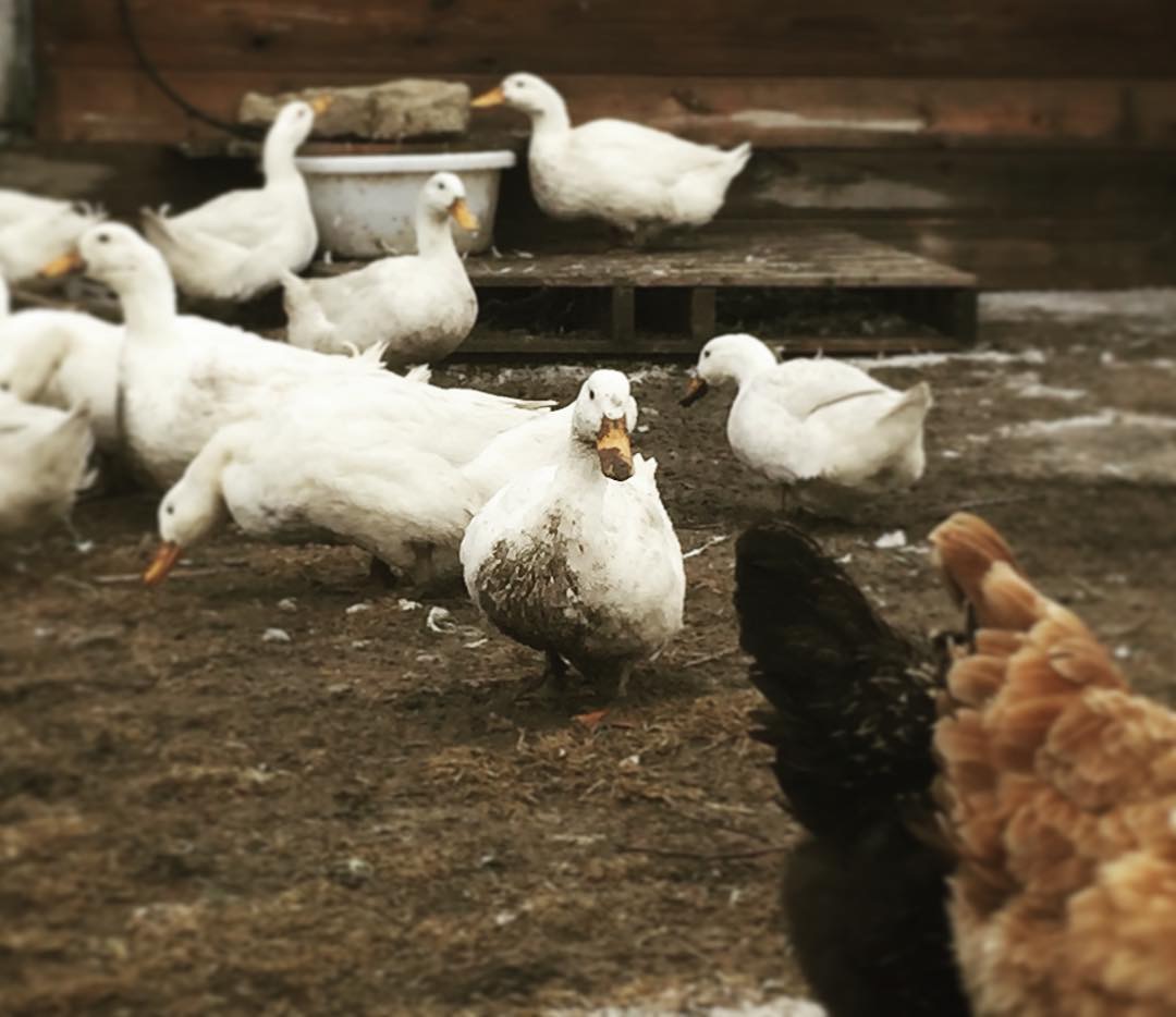 Ducks content media