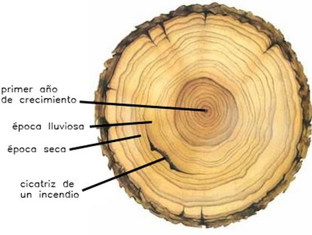As idades das árbores.