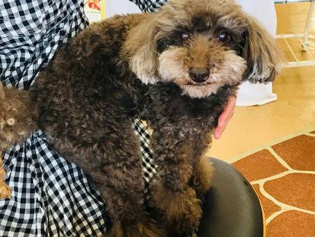 トイプードルのテンくん・モモちゃんとチワプーのクーちゃん