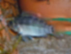 Apistogramma urteagai male