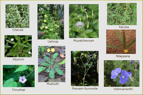 Ayurveda in monsoon (Karkidakam) - Dasapushpam