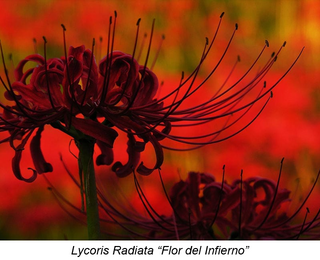 La Flor Del Infierno Lycoris Radiata La Flor Del Infierno Lycoris Radiata