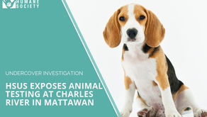 Coverage of the Charles River/Dow Dogs Undercover Investigation by the HSUS