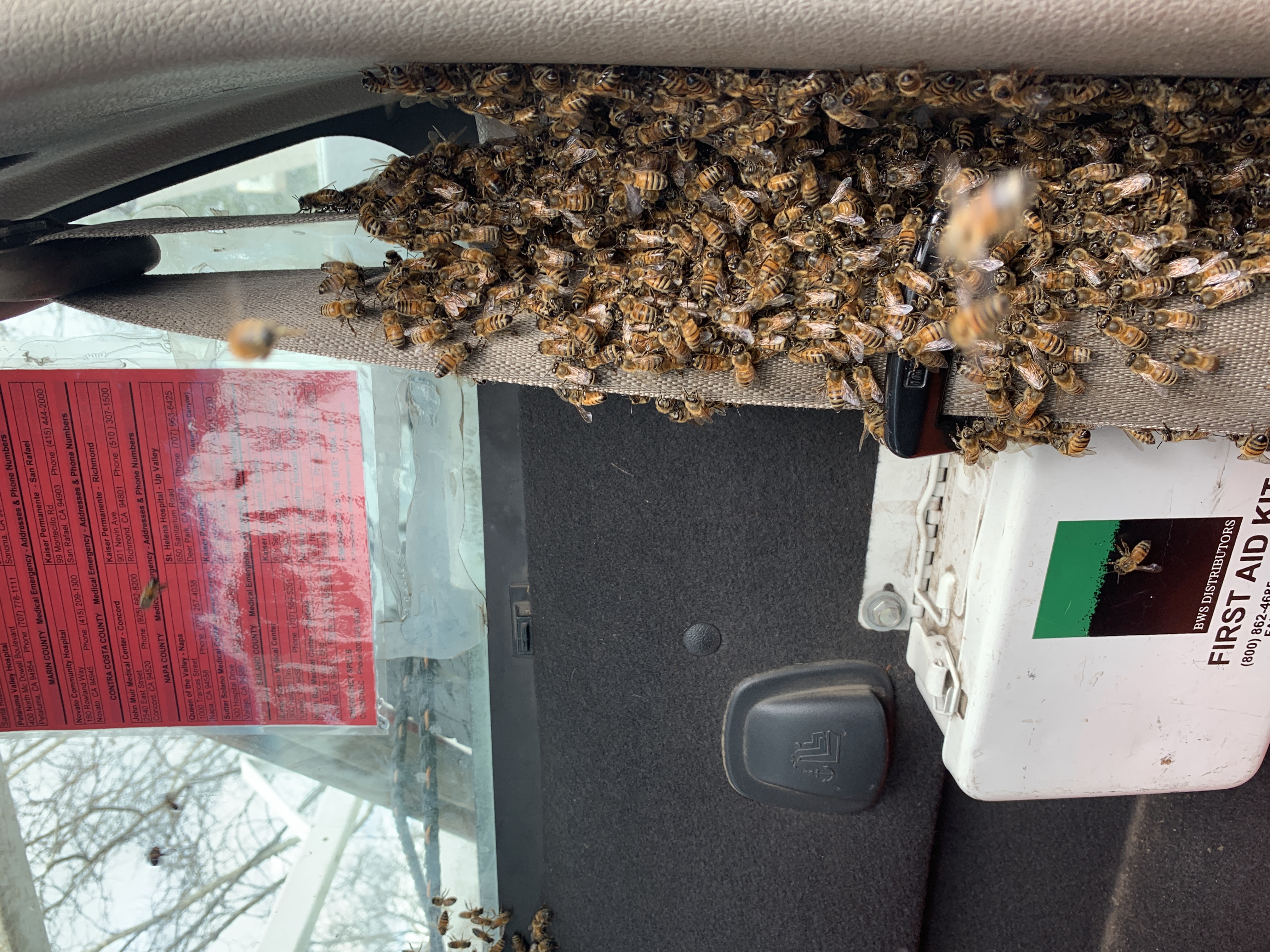 The first swarm of 2019 content media