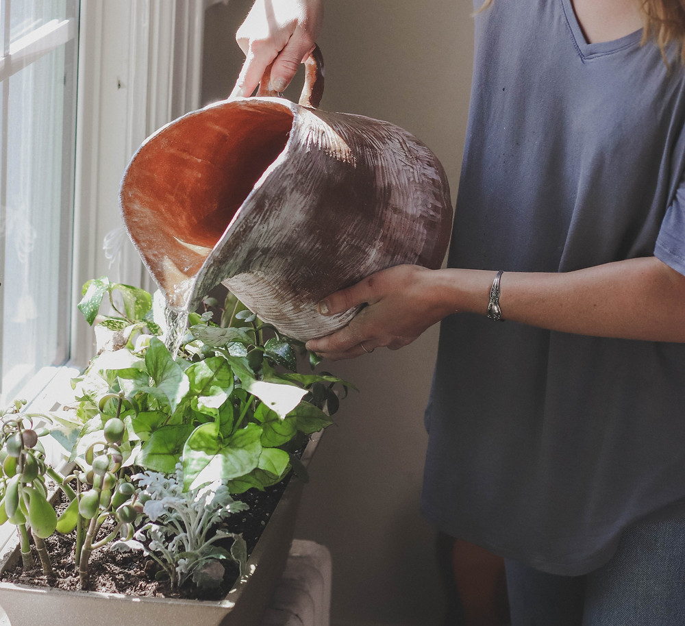 Water the fiddle leaf fig only when the soil feels dry on touch. Constant over watering can cause root rot, ultimately killing the plant.