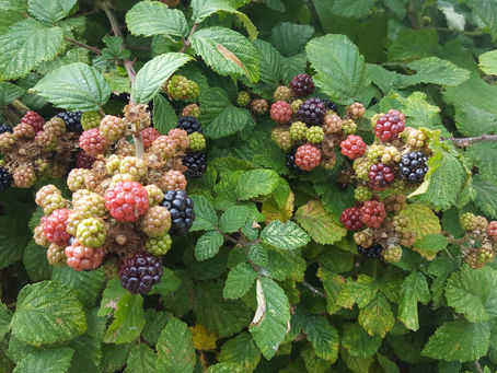 Picking Blackberries:A meeting with Enchantress