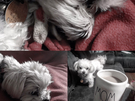 Happy 3rd Birthday to my furry best friend