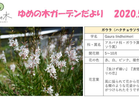 ゆめの木ガーデンだより