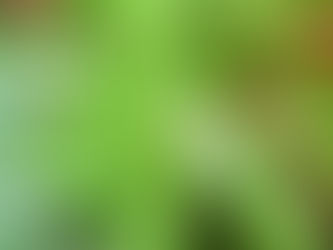 古民家の庭 カマキリ誕生