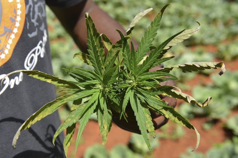 Jamaica faces marijuana shortage as farmers struggle content media