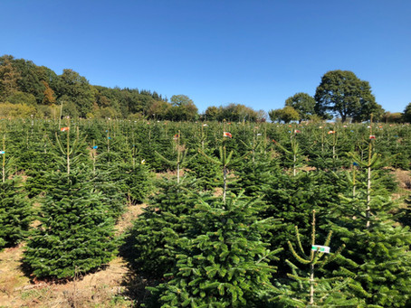 Marquage !🌲🌲🌲🌲