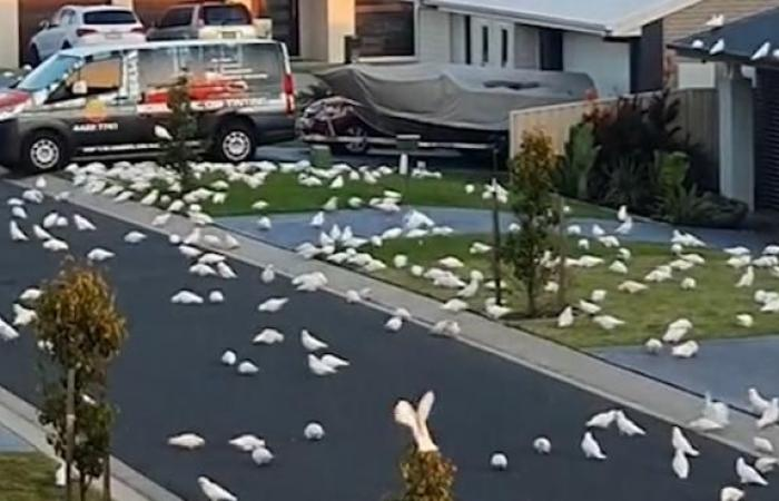 Like a scene in a movie! Thousands of cockatoos invade Australian communities content media