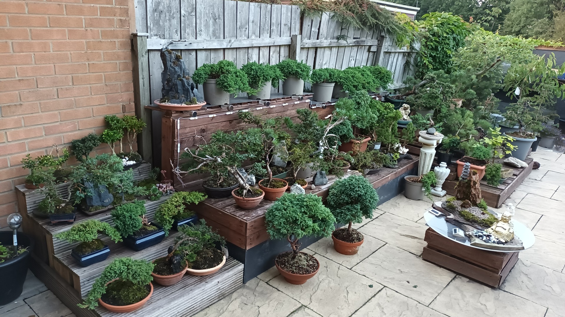 Bonsai obsessed
content media