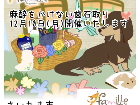 トリミング サロン
ファミーユさまにて
麻酔をかけない歯石取り開催が決まりました♫