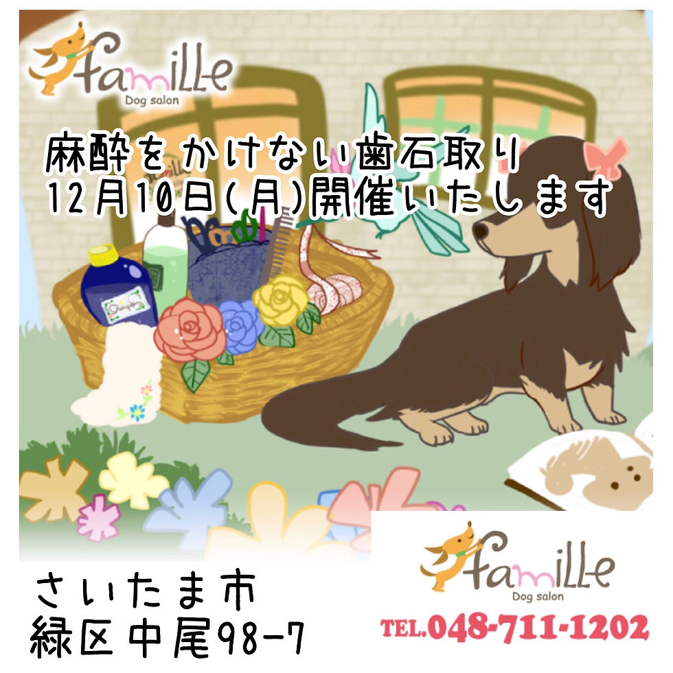 トリミング サロン
ファミーユさまにて
麻酔をかけない歯石取り開催が決まりました♫