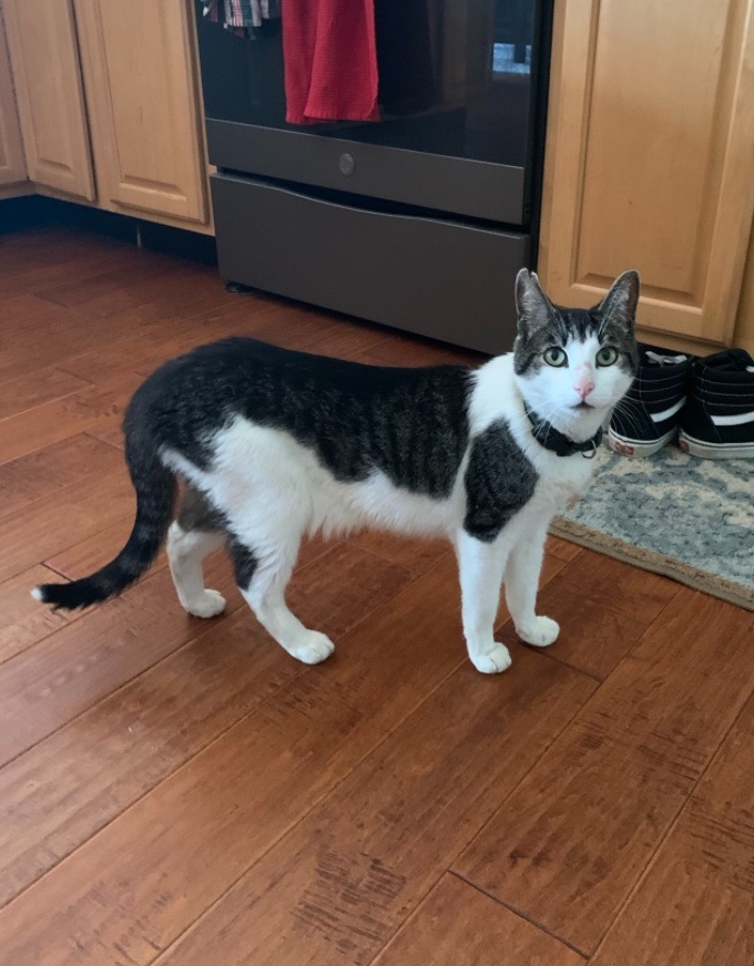 LOST CAT: content media
