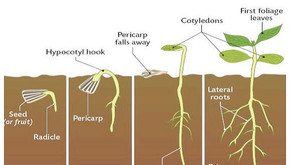 Pesticide Free Prairie Melody™ for Sunflower Microgreens?