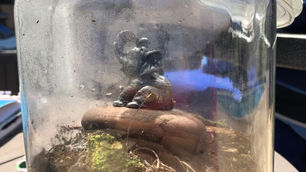 Quarantine & Sustainability