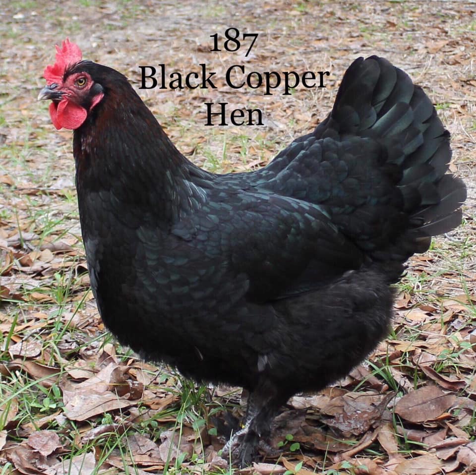 Correcting Copper in BCM pullets content media