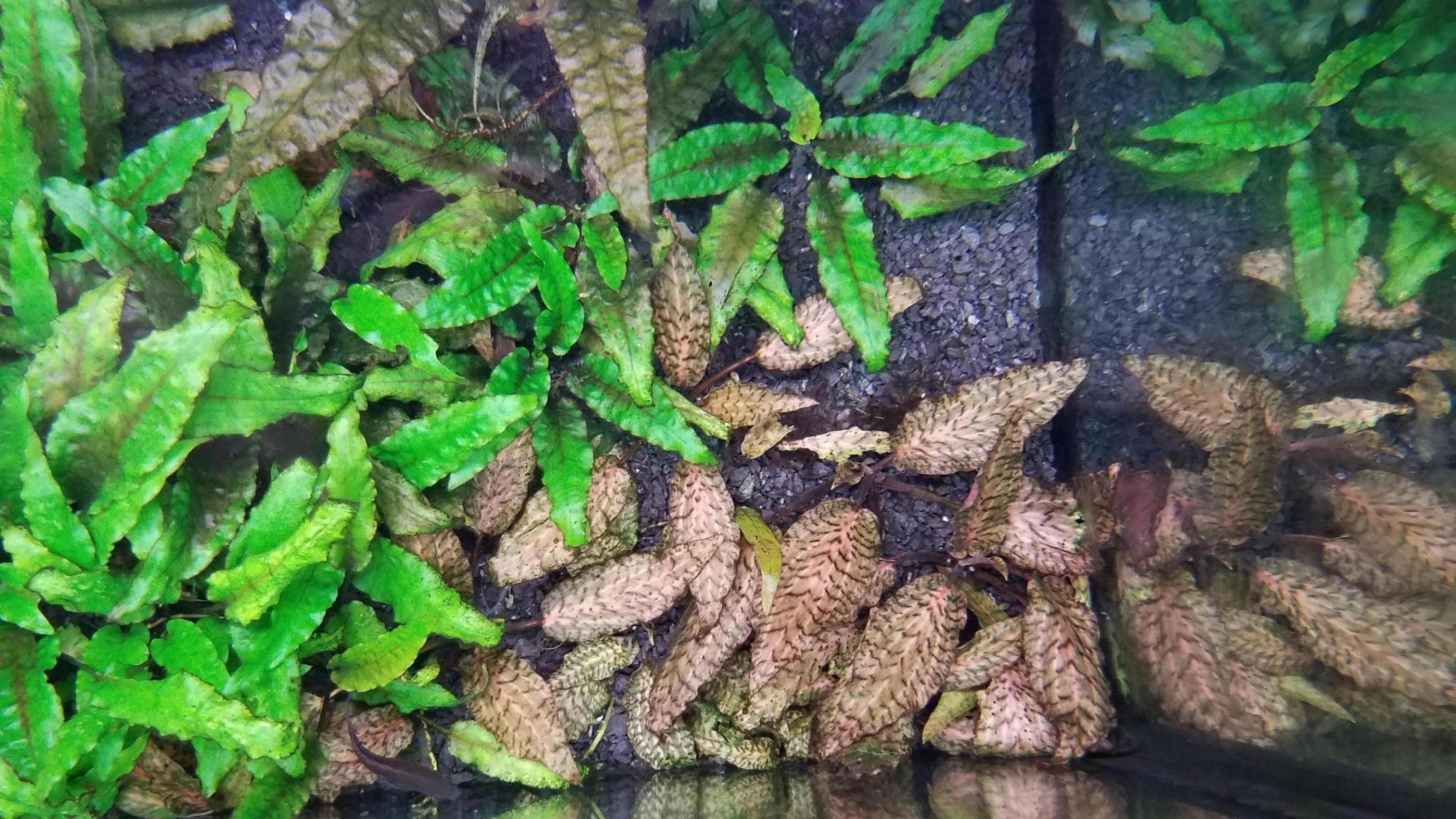 Less common plants for sale content media