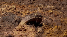 Vale sabia de riscos em Brumadinho e projetou até número de mortes