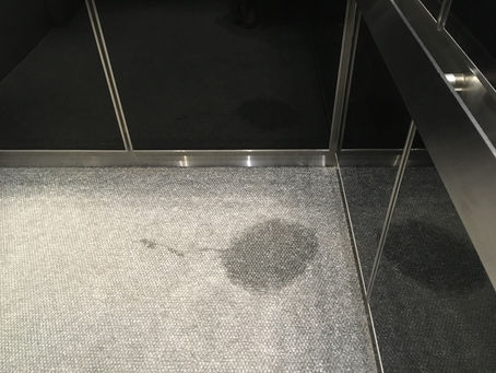 Dog Pee: the importance of consistency 