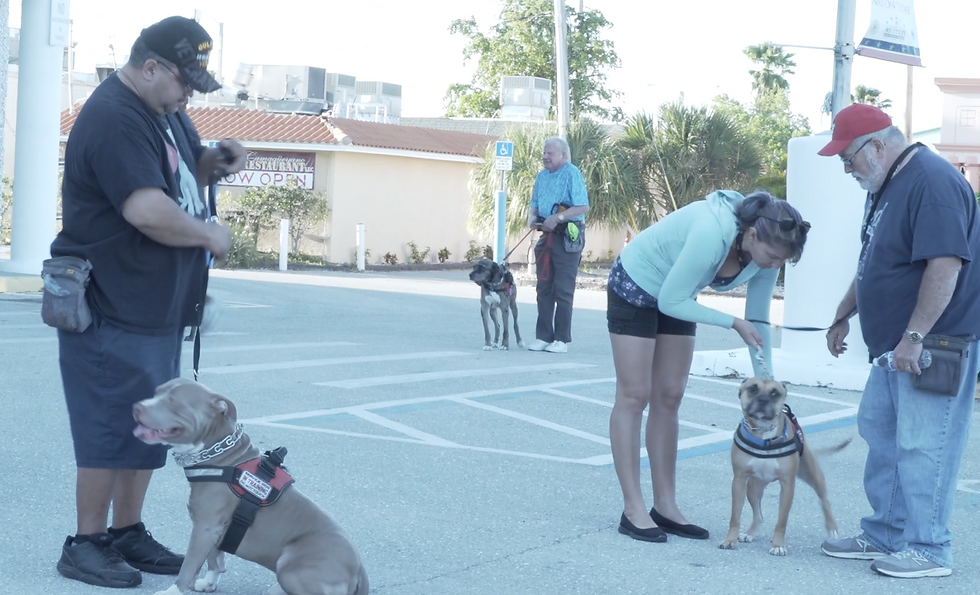 Wolfhounds Legacy is Looking for a New Home in Lee County