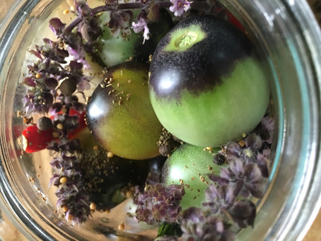 Why I haven’t bought a grocery store tomato in 15 years.