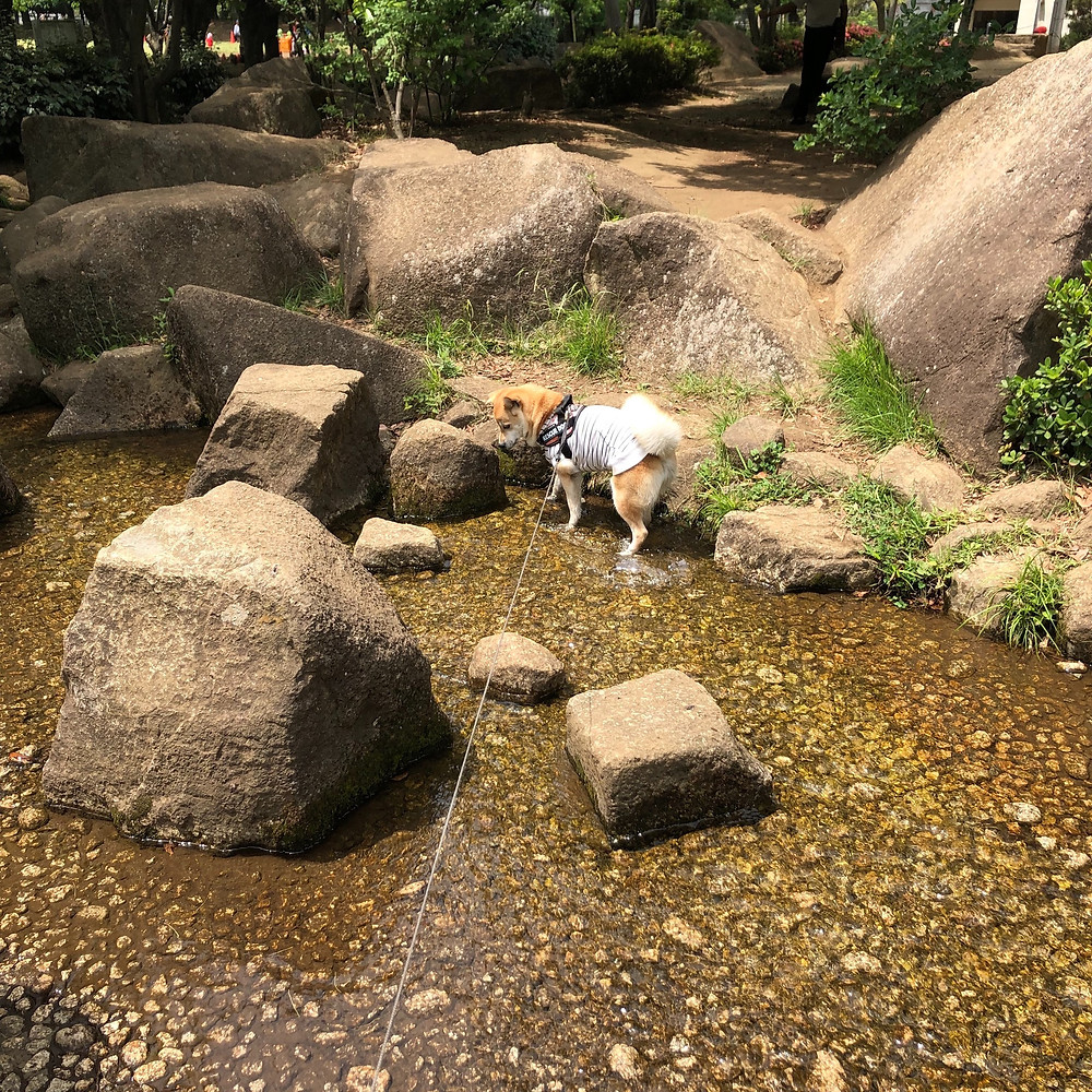 蕨市民公園にて水遊び